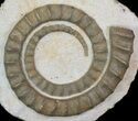 Devonian Ammonite (Anetoceras) - Morocco #64443-1